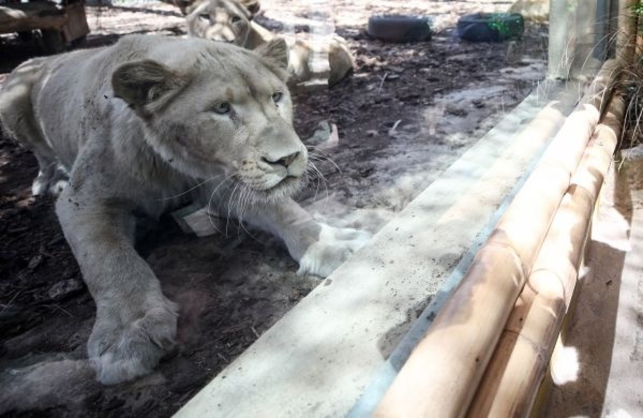 Türkiye'nin ilk beyaz aslanları İstanbul'da 26