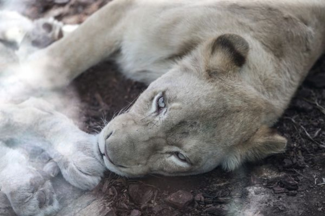 Türkiye'nin ilk beyaz aslanları İstanbul'da 19
