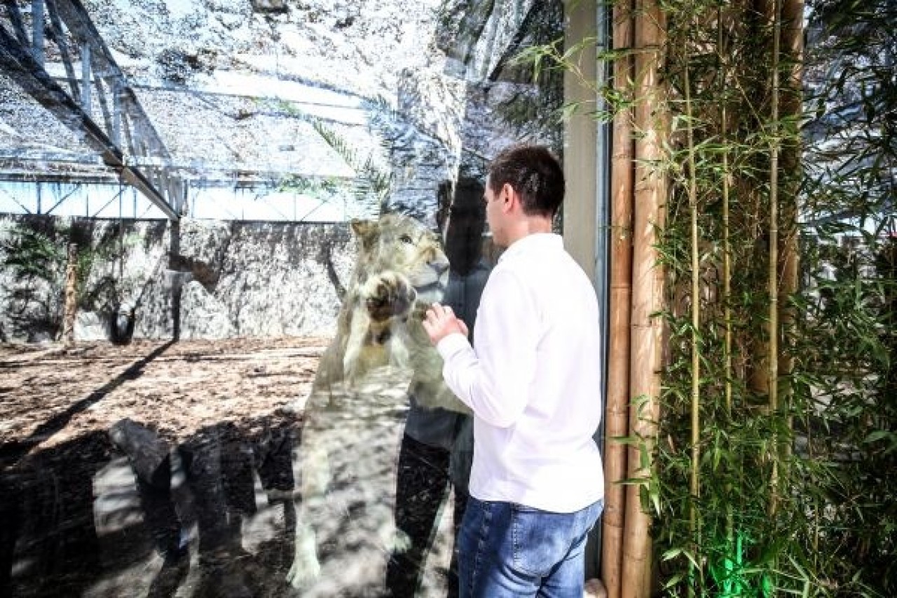 Türkiye'nin ilk beyaz aslanları İstanbul'da 17