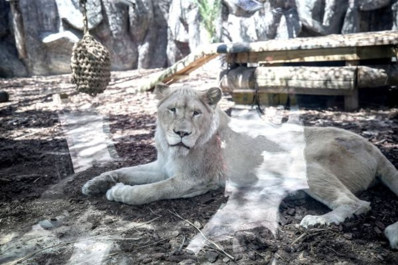 Türkiye'nin ilk beyaz aslanları İstanbul'da 15