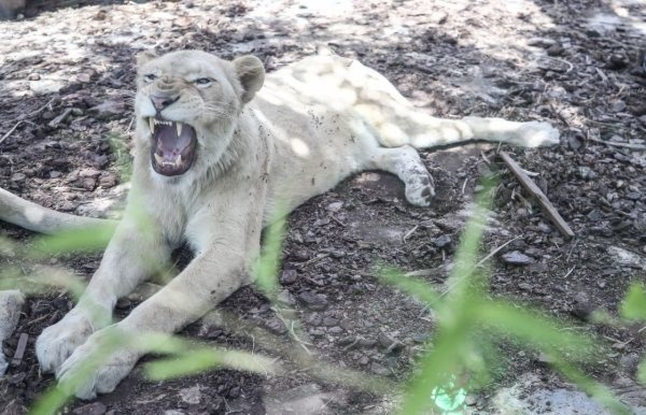 Türkiye'nin ilk beyaz aslanları İstanbul'da 13