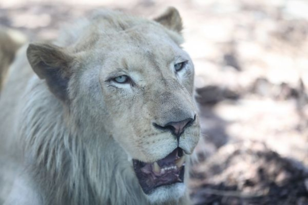 Türkiye'nin ilk beyaz aslanları İstanbul'da 24