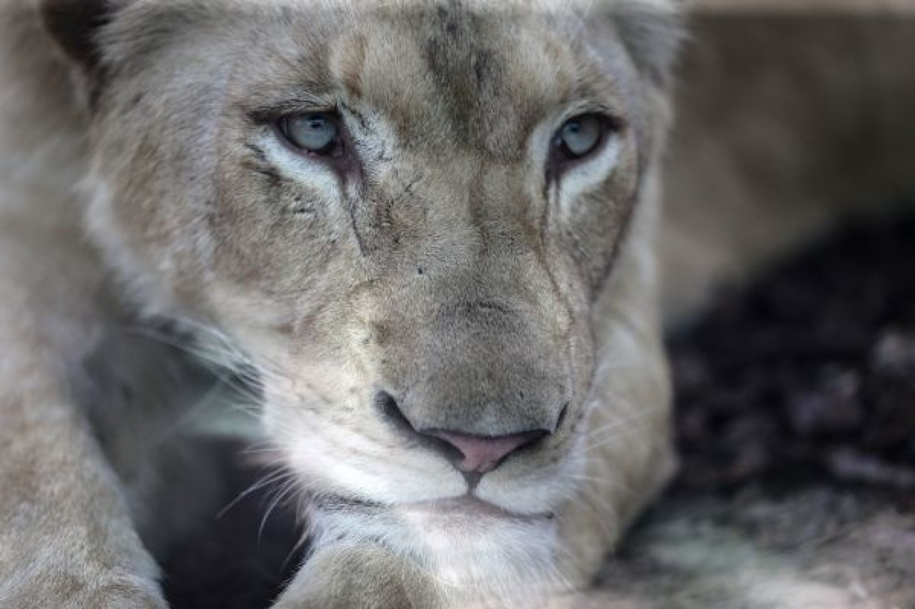 Türkiye'nin ilk beyaz aslanları İstanbul'da 14