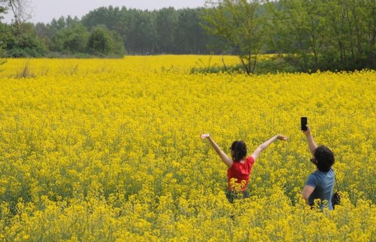 Kanola tarlaları doğal fotoğraf stüdyosuna döndü 3
