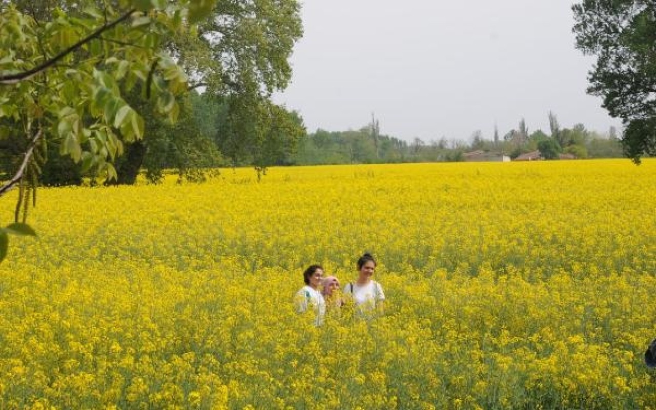 Kanola tarlaları doğal fotoğraf stüdyosuna döndü 5