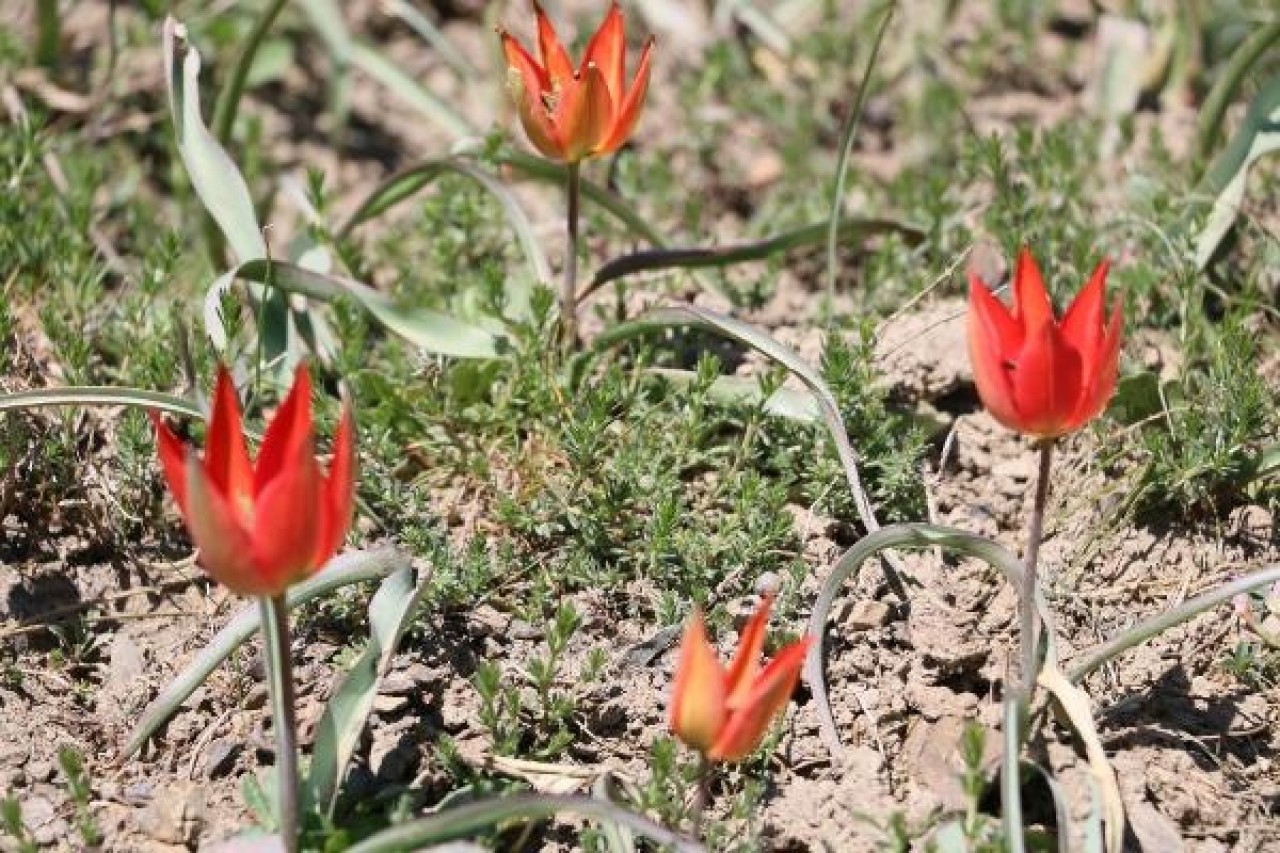 Bu laleyi koparana 60 bin lira ceza! 3