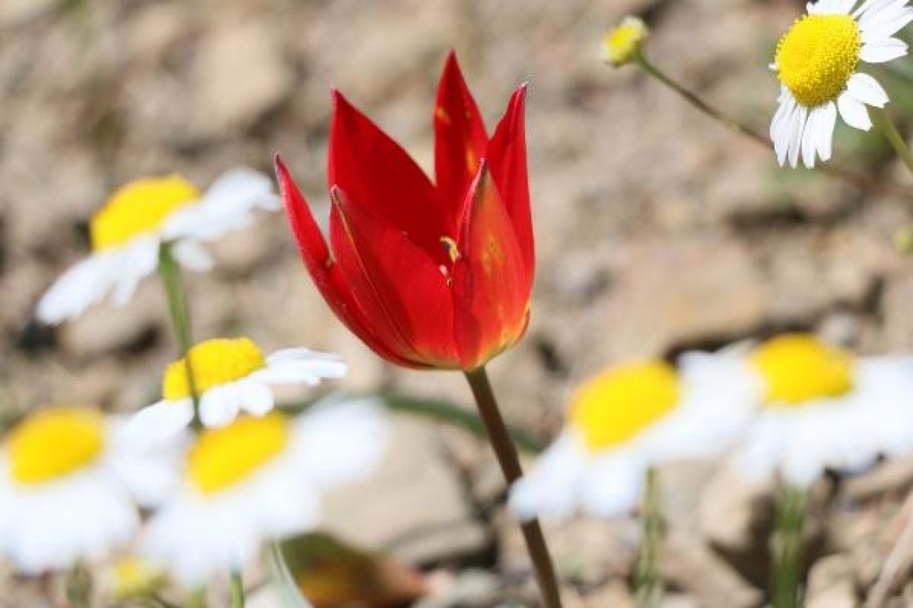 Bu laleyi koparana 60 bin lira ceza! 1