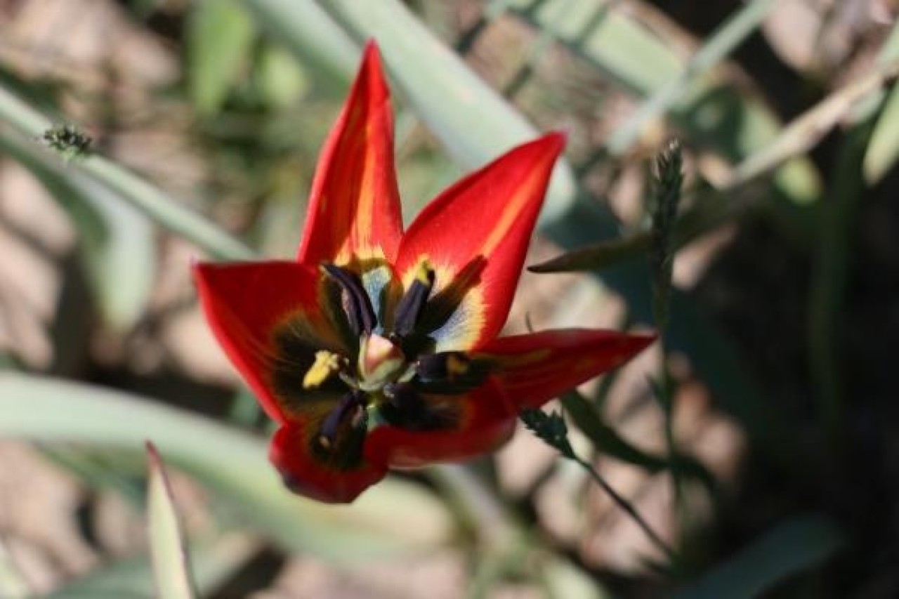 Bu laleyi koparana 60 bin lira ceza! 5