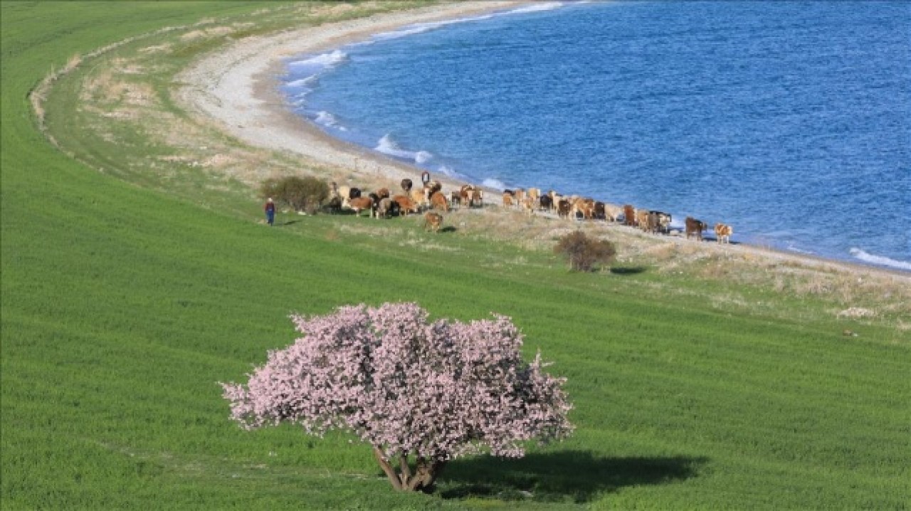 Van’ın el değmemiş adası Çarpanak bahar aylarında görenleri büyülüyor 3