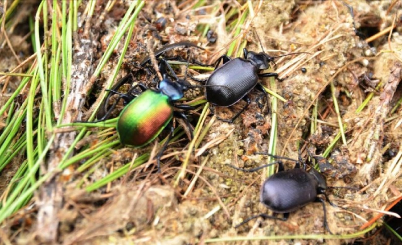 'Terminatör böcek'ler iş başında