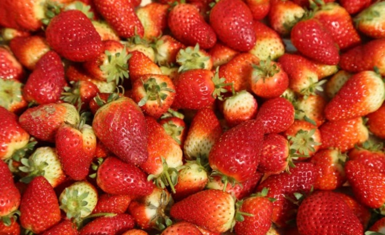 Karadeniz'de çilek hasadına başlandı