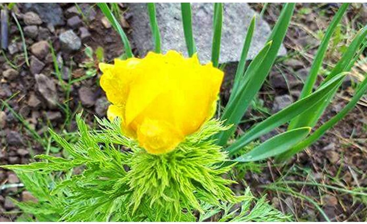 150 yıl sonra görülen 'kandamlası’ bitkisine özel koruma