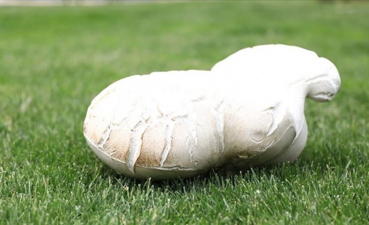 7 kilo 125 gramlık dev mantar bulundu