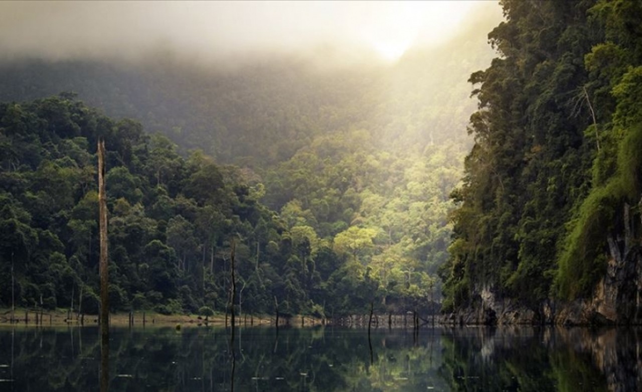 Amazon'daki orman kaybı yüzde 20 arttı