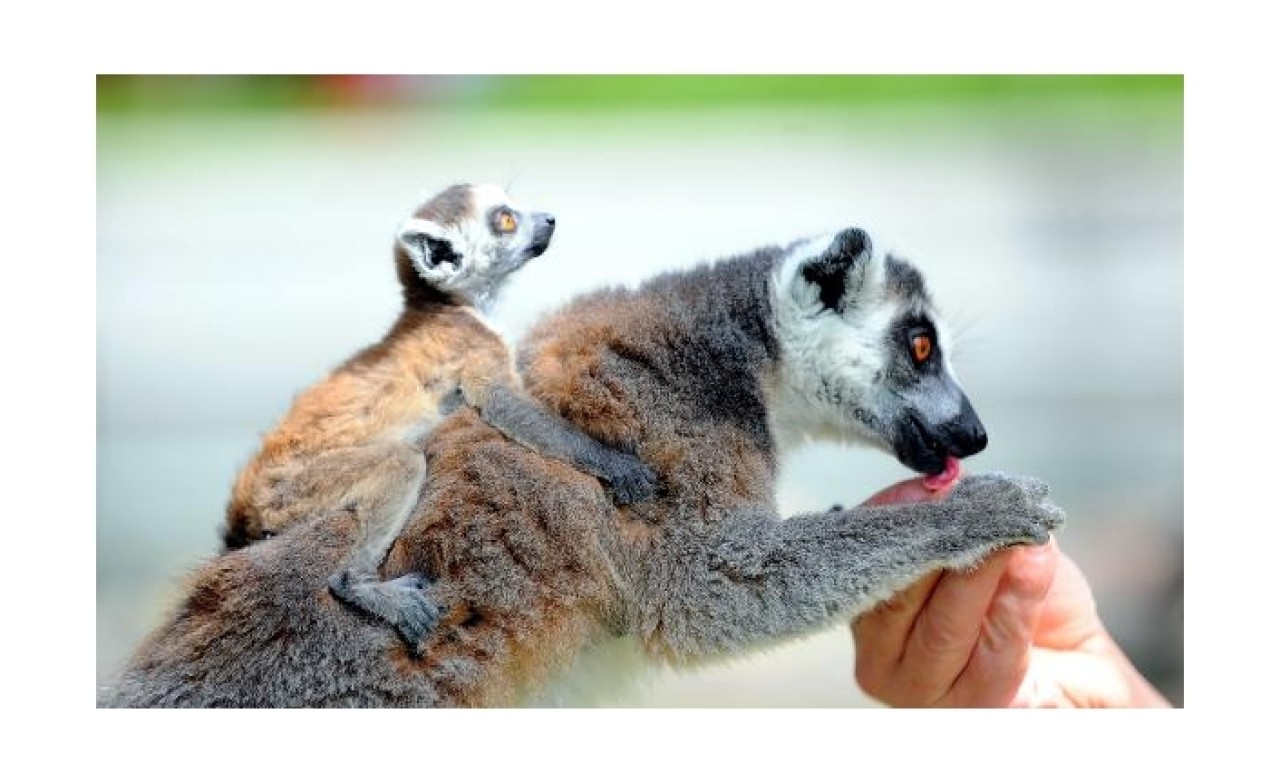 Annelerinden ayrılmayan yavru lemurlar ilgi odağı
