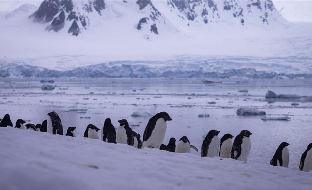 Antarktika'da 2016'da binlerce yavru penguen boğulmuş