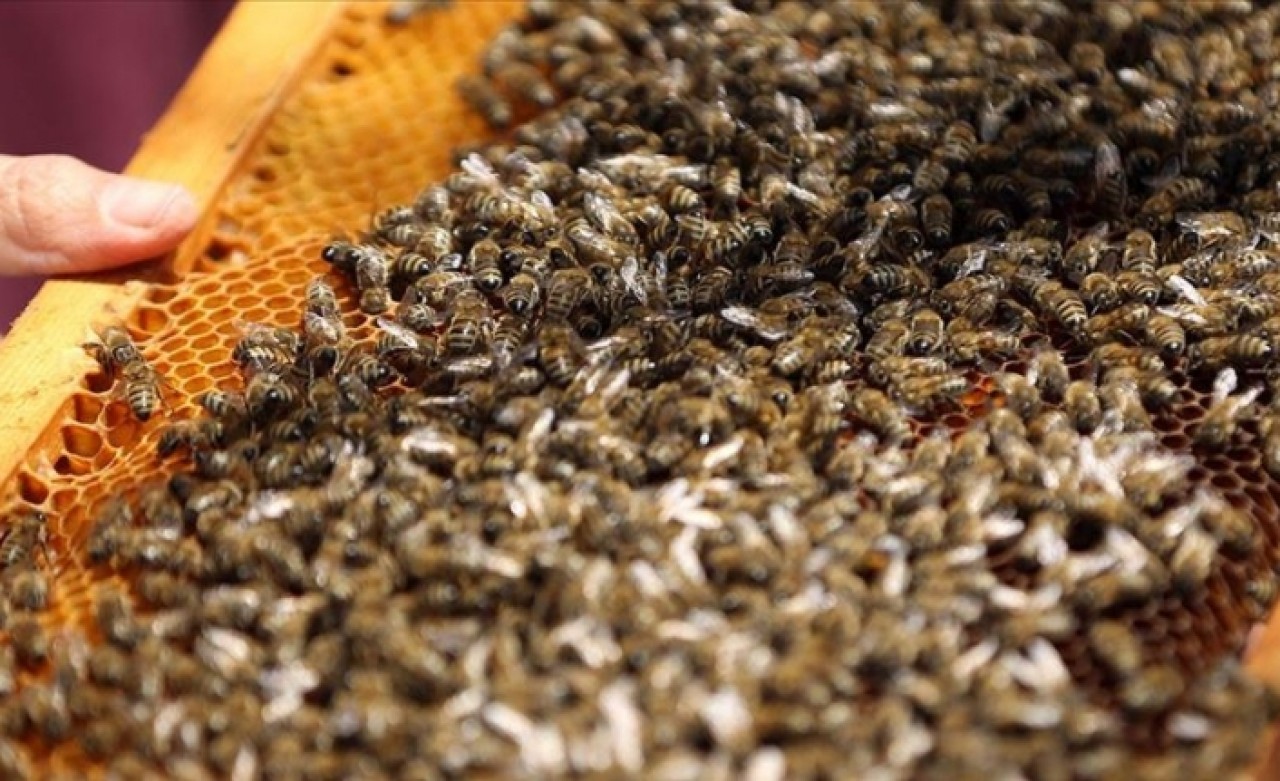 Arı ölümleri mercek altına alınacak