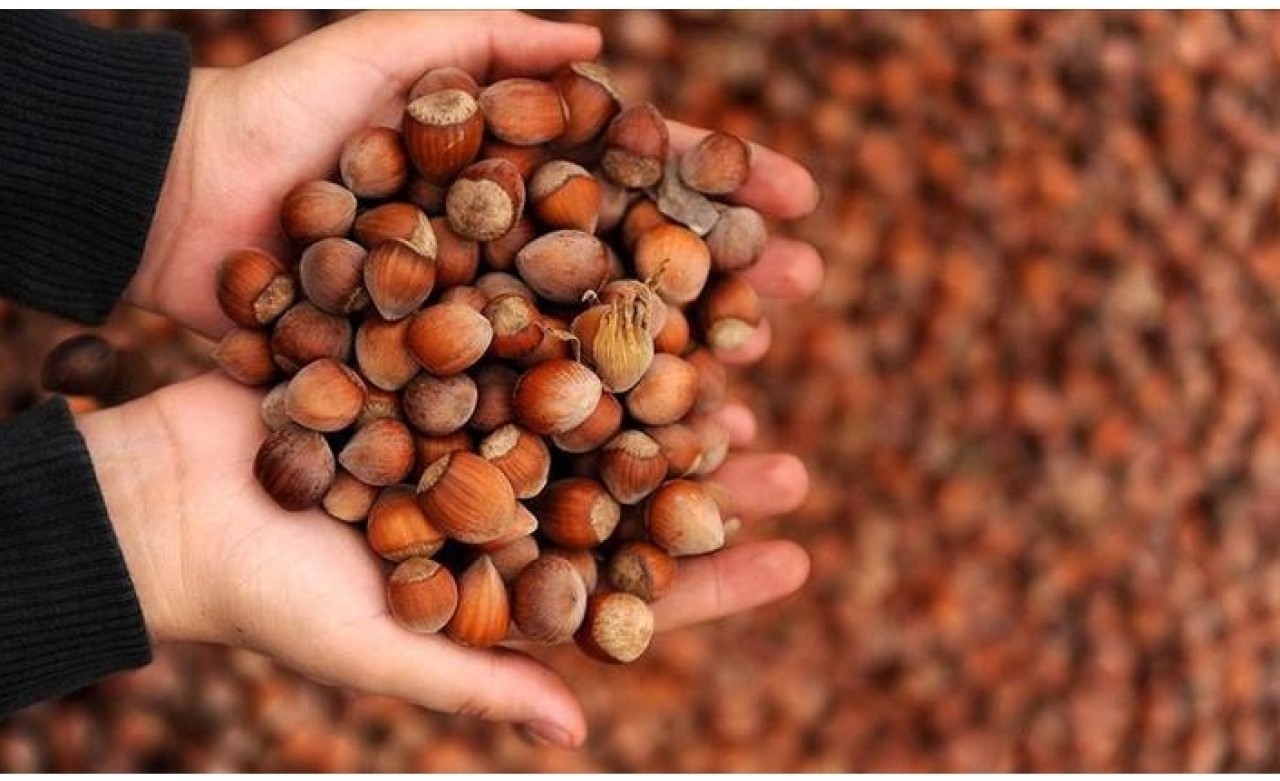 Bakan Pakdemirli açıkladı: Hedef 1 milyon ton