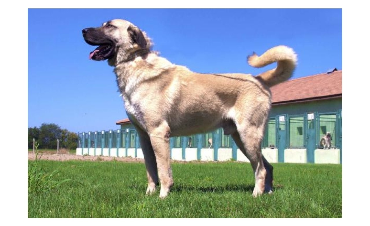 Bakanlıktan kangal ve akbaşların genlerine özel koruma