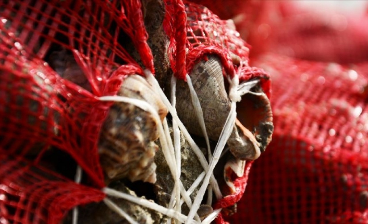 Balıkçılar yüzünü 'salyangoz'a döndü