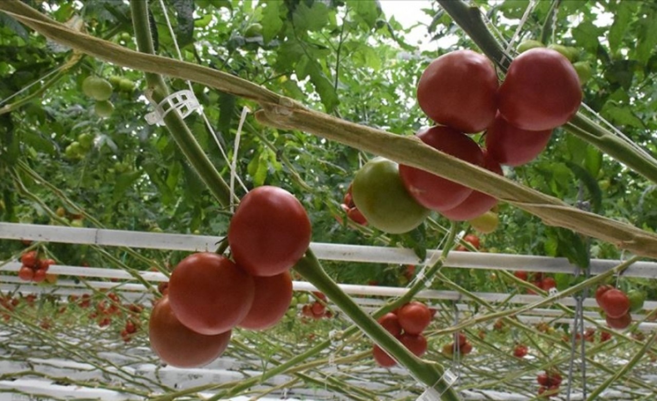 Batı Akdeniz 4 ayda 62 milyon dolarlık domates ihraç etti