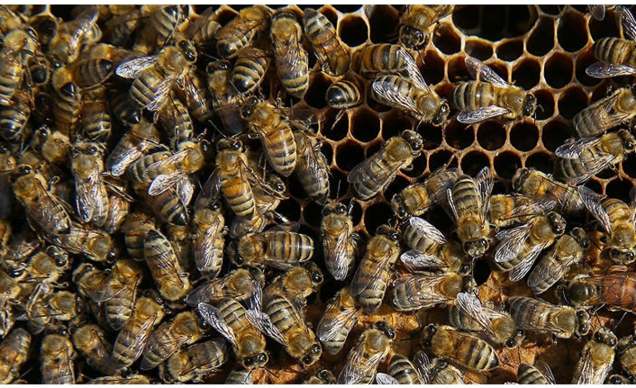 Bazı arı ve balık türleri tescil edildi