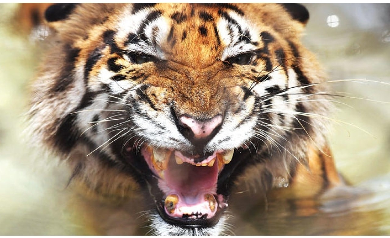 Bengal kaplanının soyu tükenme riskiyle karşı karşıya