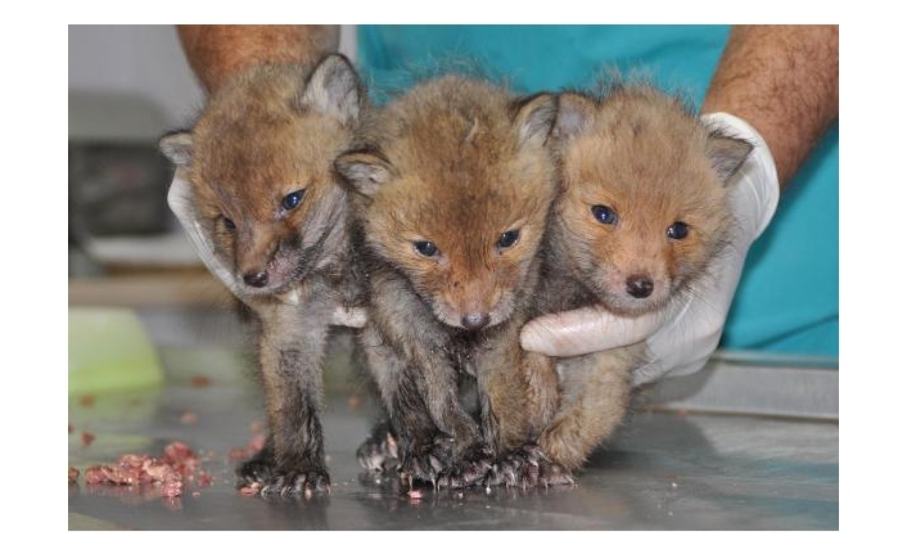 Bitkin bulunan 3 yavru tilki korumaya alındı