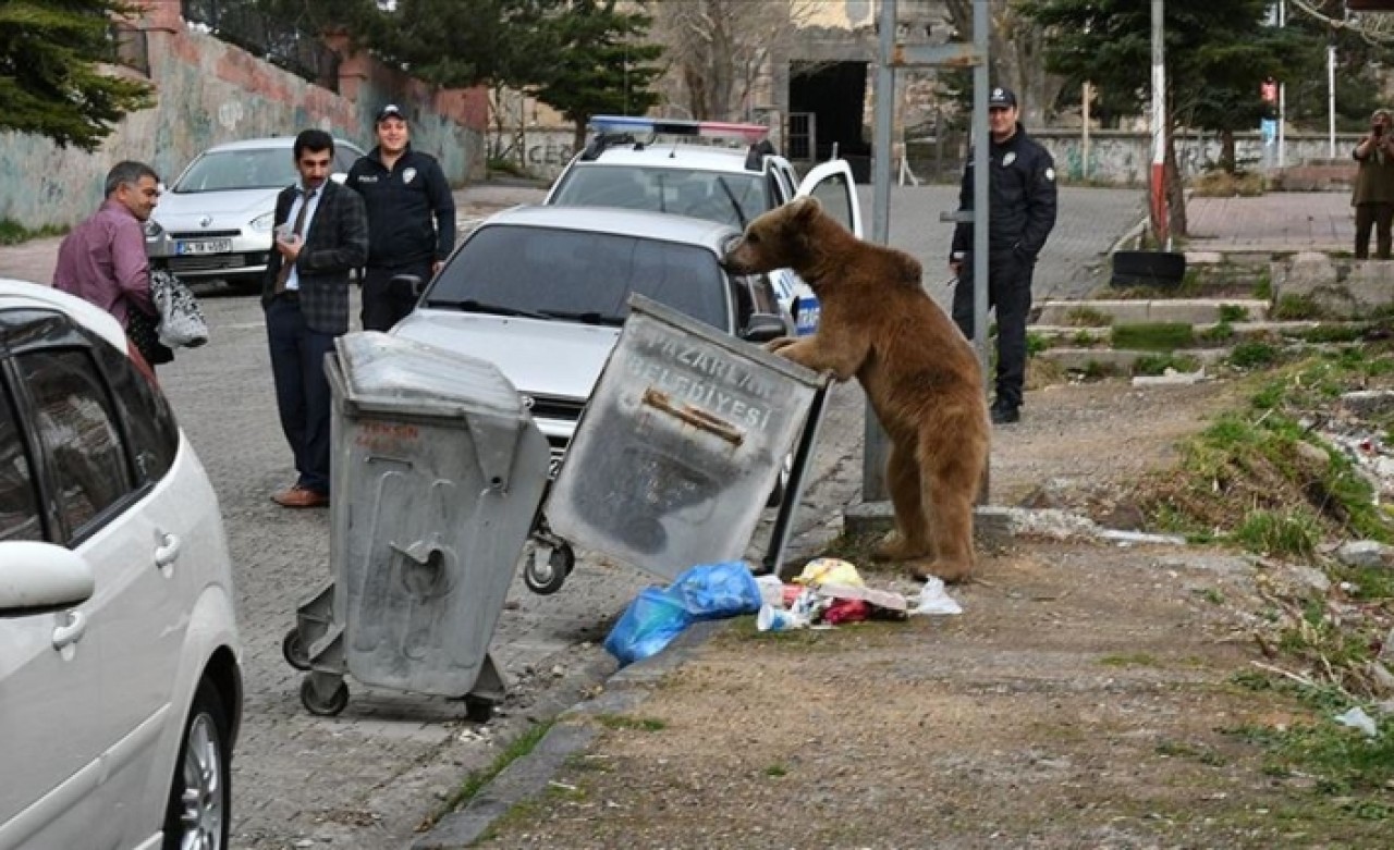 Bozayı iftar saatinde mahalleye indi