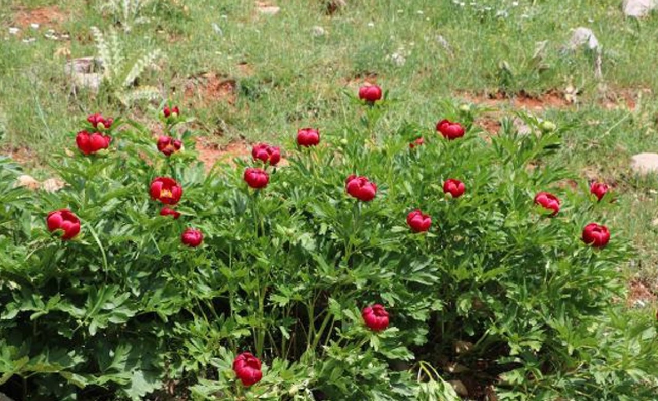 Sadece mayıs ve haziran ayında açıyor! Bu çiçeği koparmanın cezası 60 bin lira