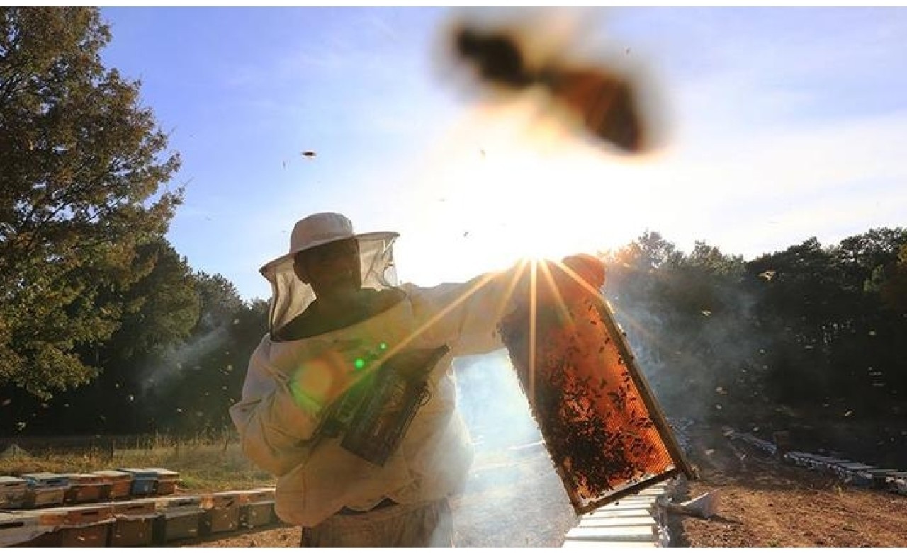 Çam balında hedef 100 milyon dolar