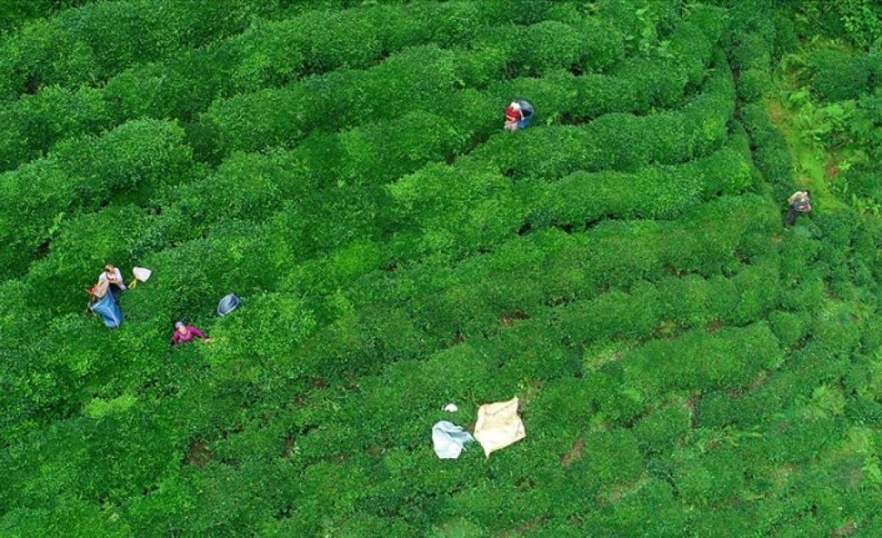 'ÇAYKUR 100 bin tonun üzerinde yaş çay alımı gerçekleştirdi'
