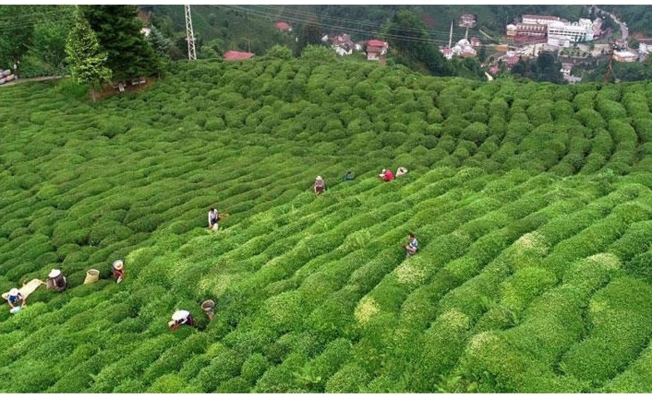 ÇAYKUR yaş çay alımlarına yarın başlayacak
