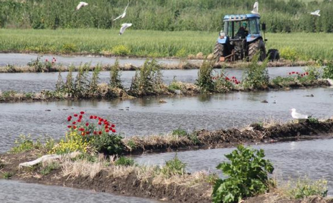 Çeltik ekimlerine başlandı