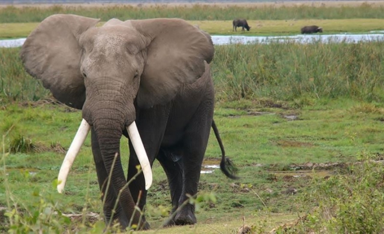 Çin'de 7 tondan fazla fil dişi ele geçirildi