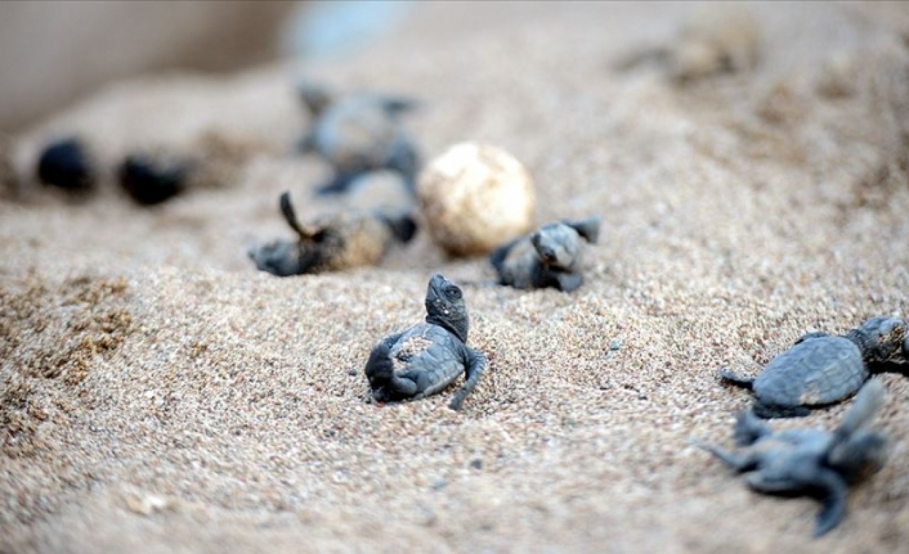 Çıralı'nın 'koruyucuları'nda tarihi rekor