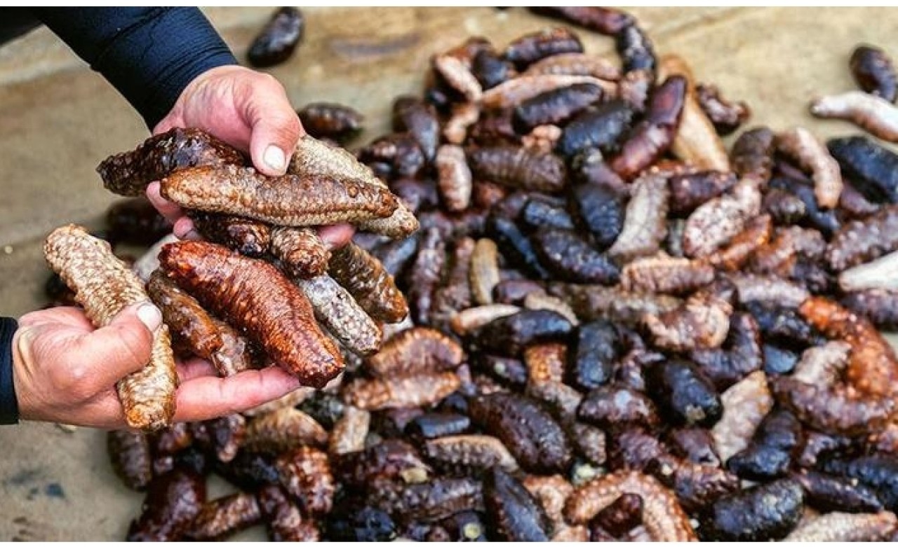 Deniz patlıcanı avlamak yasaklandı