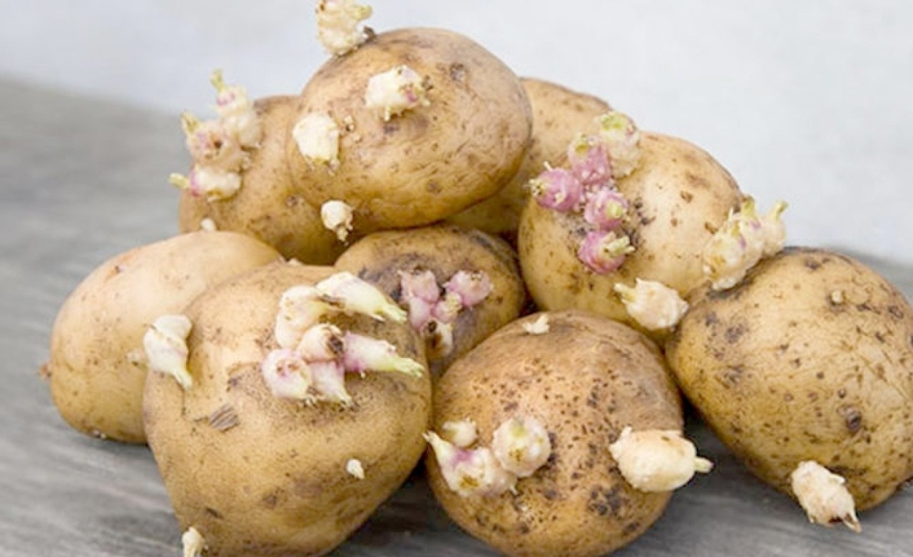Dikkat! Filizlenen patates öldürebilir