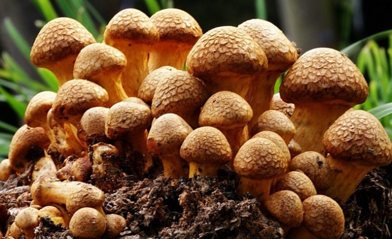 Dikkat! Sağlık Bakanlığı'ndan önemli uyarı