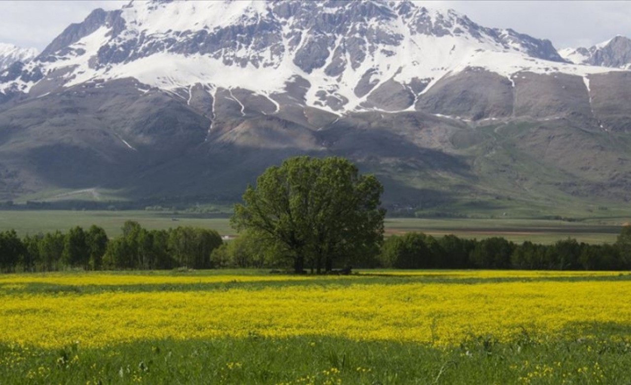 Düğün çiçekleri Ovacık'ı sarıya boyadı