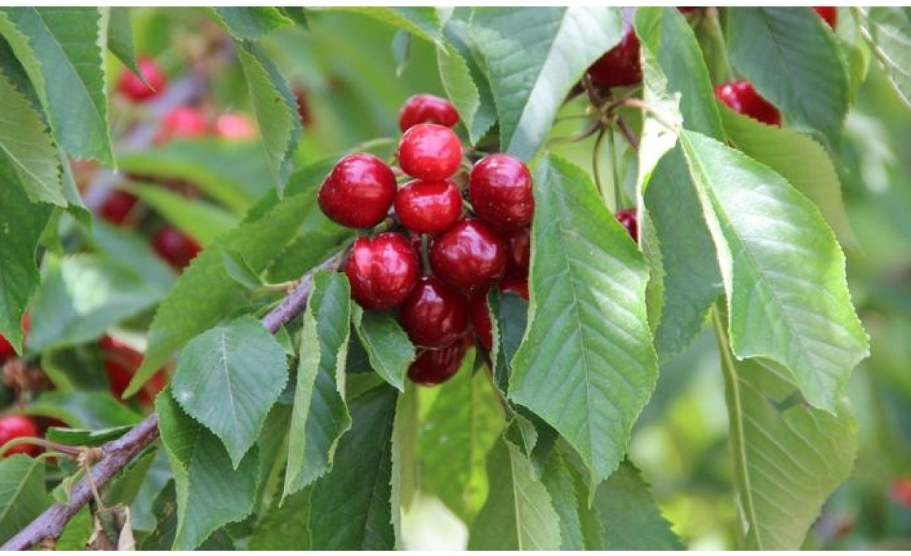 Dünyanın kirazı Manisa'dan
