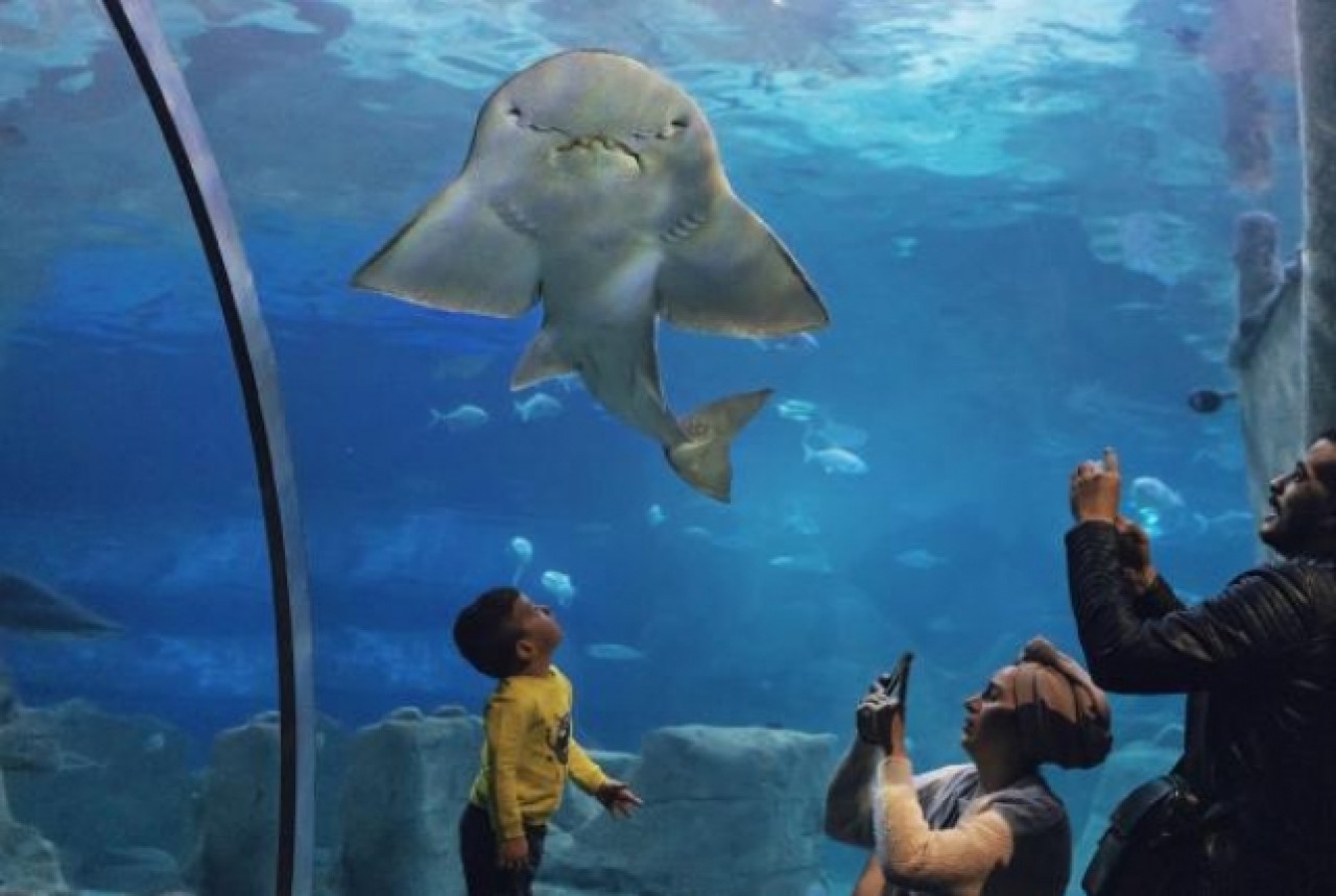 Dünyanın en büyük akvaryumunda yılda 25 ton balık tüketiliyor