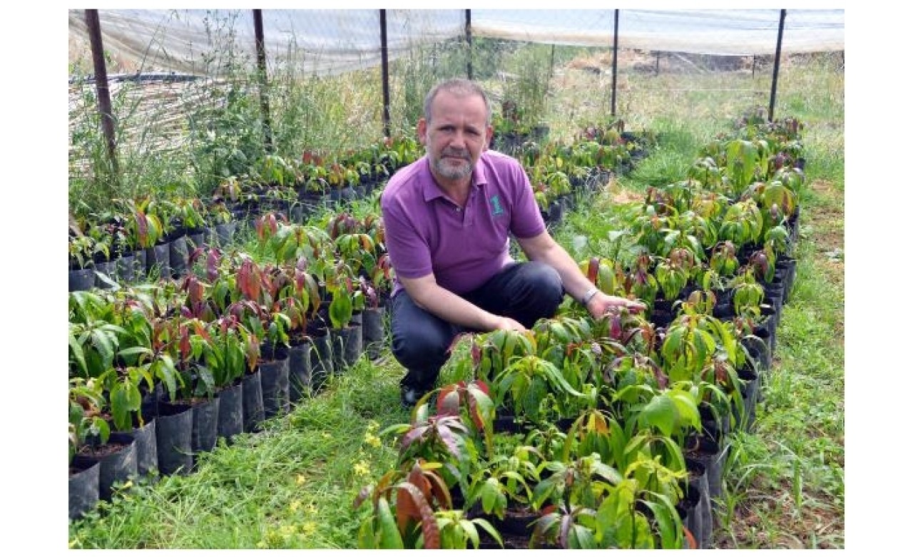 Gazipaşa'da mango ağacı sayısı 5 bini buldu