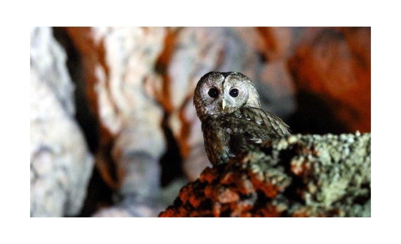 Gökgöl Mağarası’na alaca baykuş ailesi yerleşti