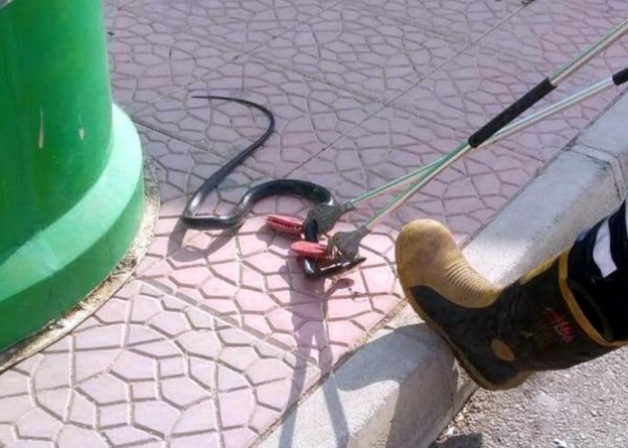 Hastanede yılan paniği