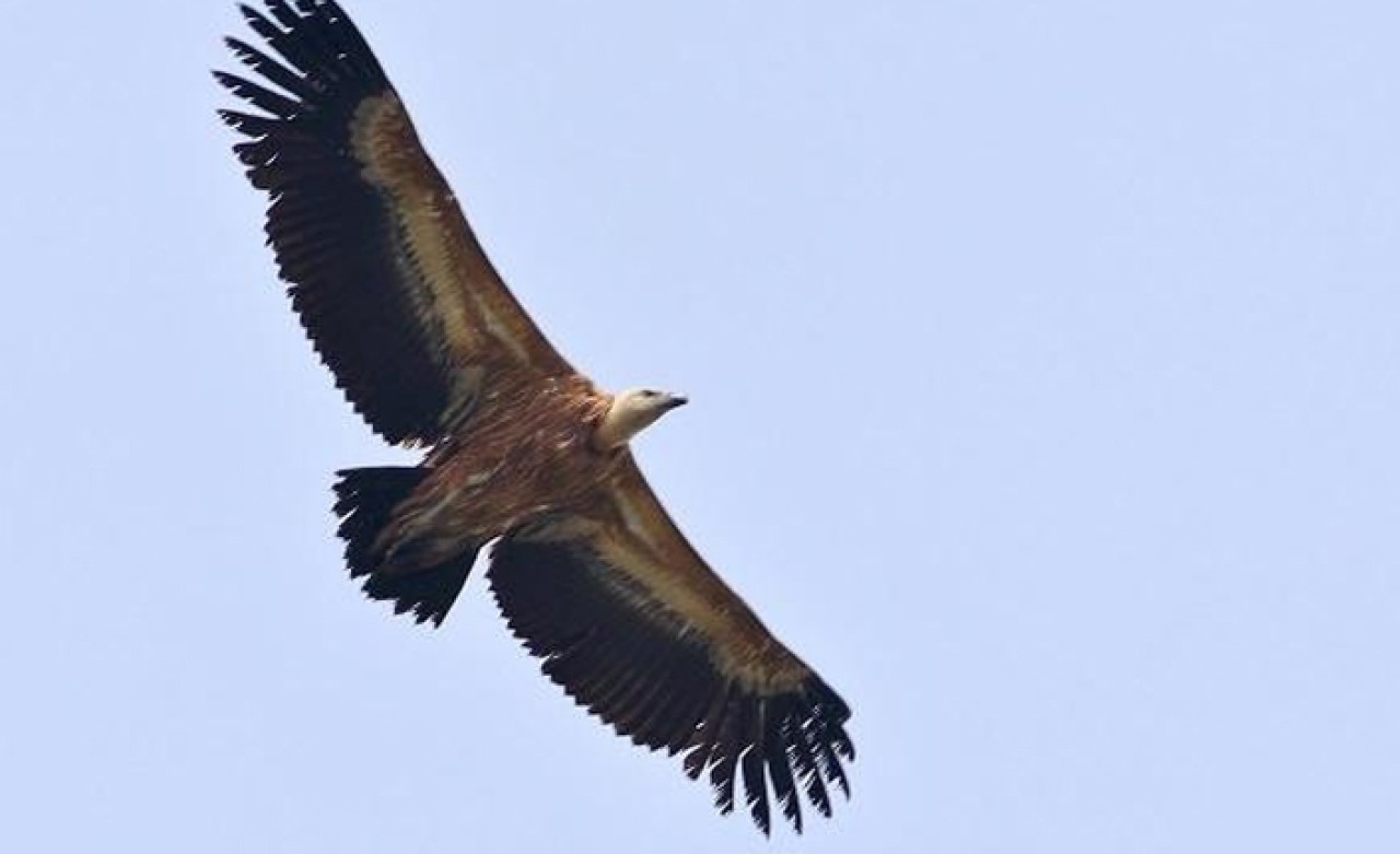 Hersek Lagünü'nde kızıl akbaba görüldü