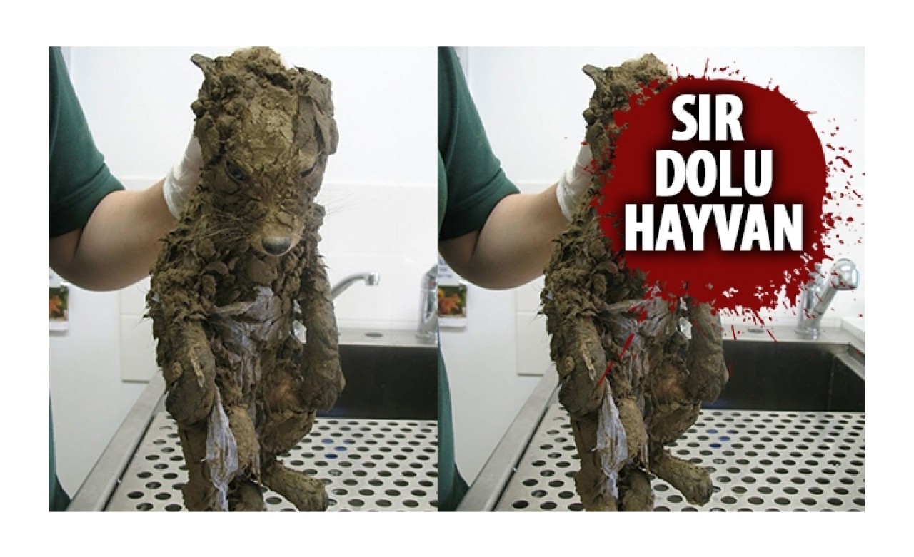 İnşaatta bulundu! Gerçek hastanede ortaya çıktı