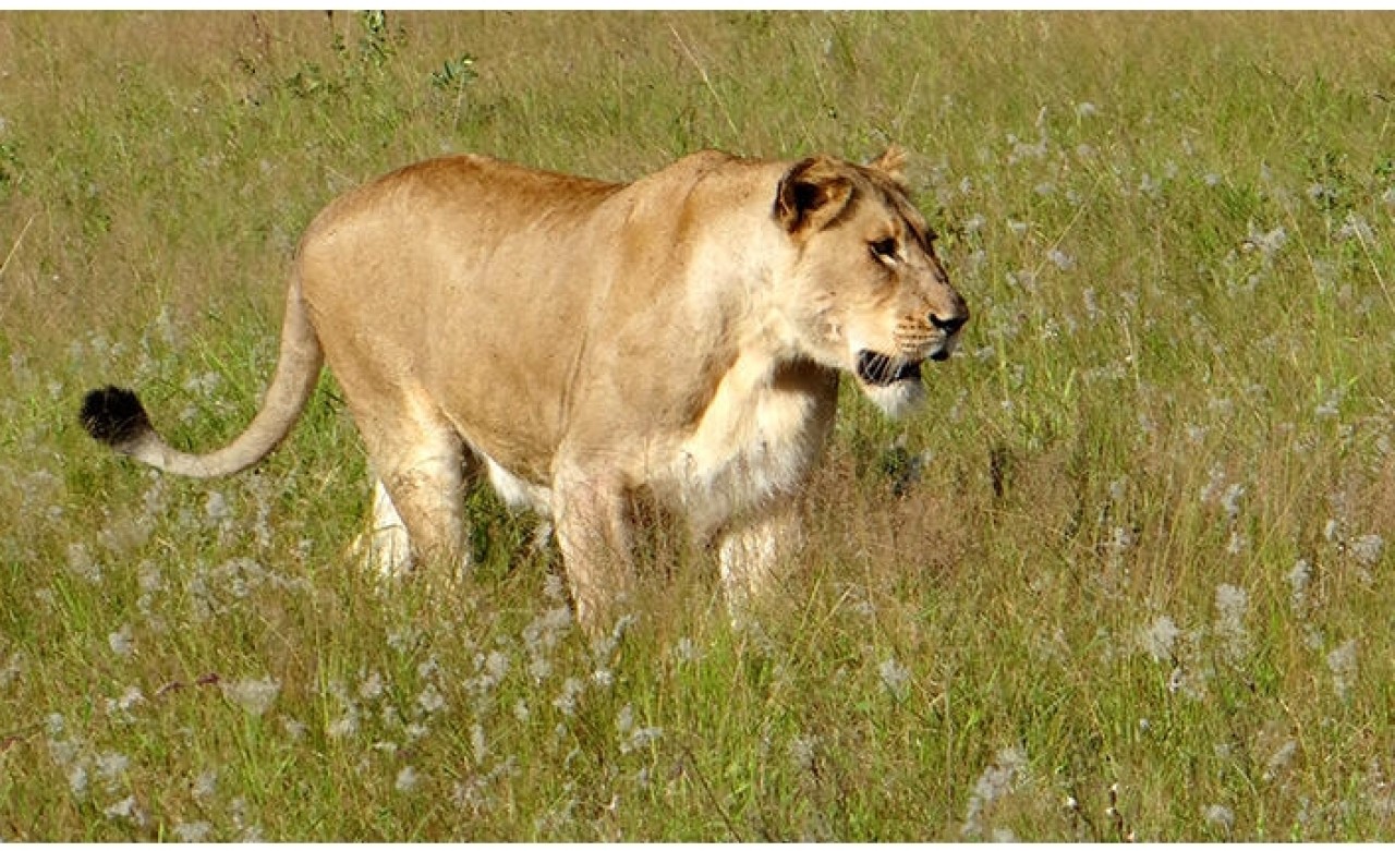 Kaçak aslan tüm kentte paniğe neden oluyor