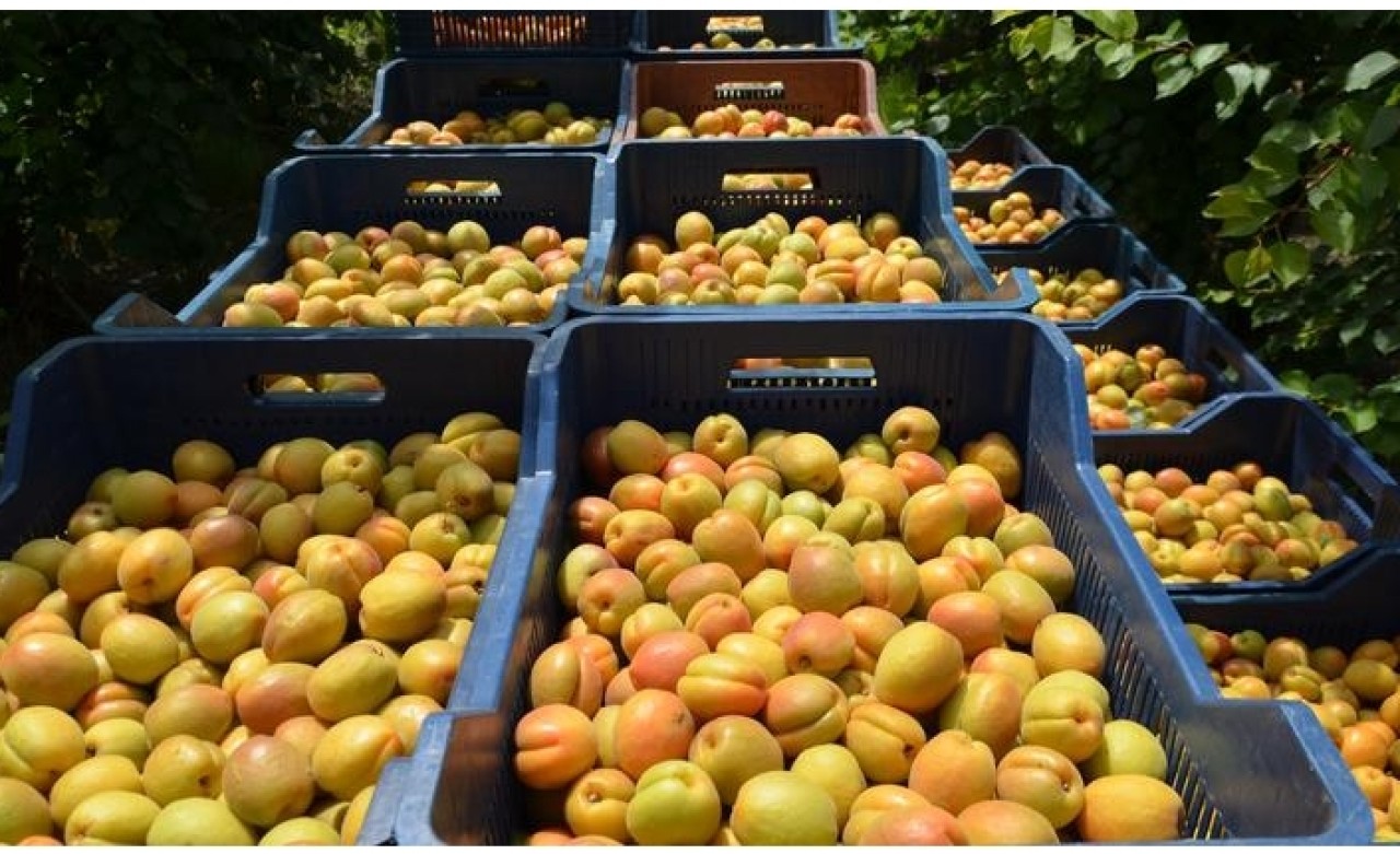 Kayısıda hem kalite hem fiyat memnun etti