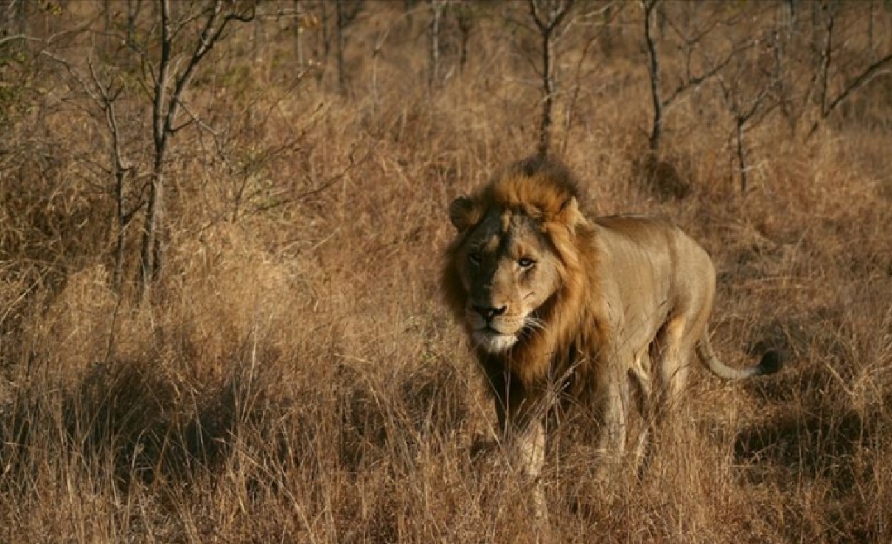 Kenti kaçak aslan korkusu sardı